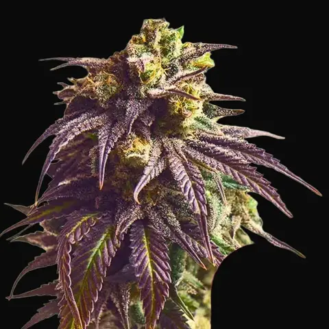 Sundae Driver