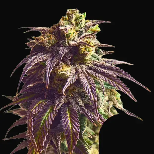 Sundae Driver