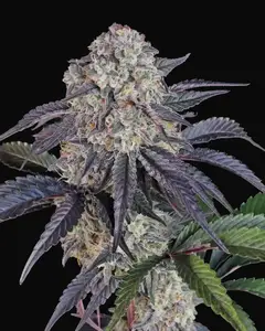 Sundae Frost Auto