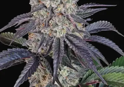 Sundae Frost Auto