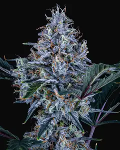 Sundae Thumper Auto