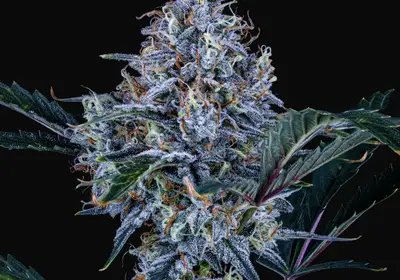 Sundae Thumper Auto