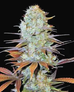 Sunmango