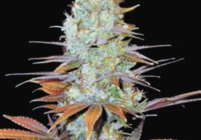 Sunmango