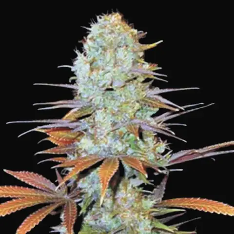 Sunmango