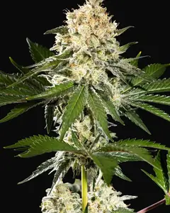 Sunset Sherbet Go Fast