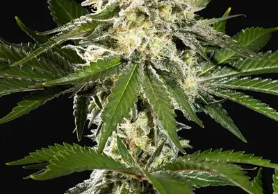 Sunset Sherbet Go Fast
