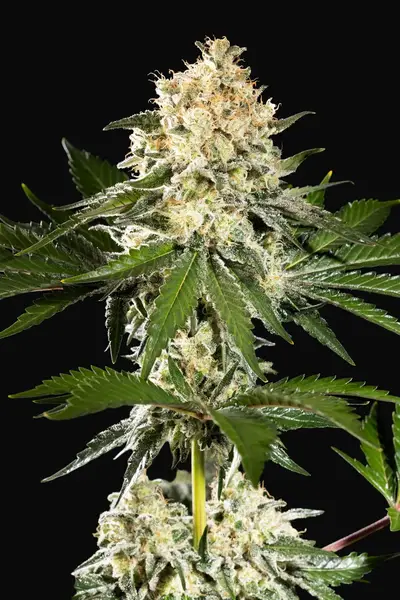 Sunset Sherbet Go Fast