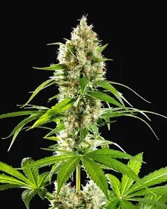 Sunset Sherbet