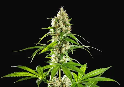 Sunset Sherbet
