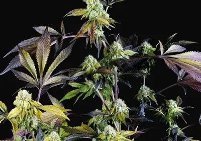 Sunset Sherbet