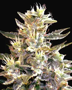 Sunset Vibes Auto