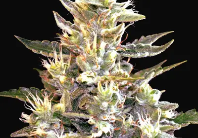 Sunset Vibes Auto