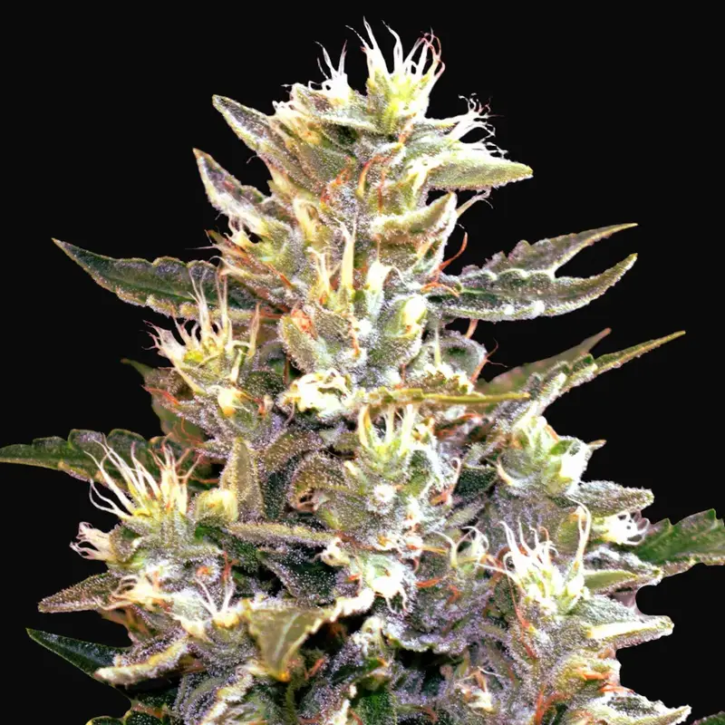 Sunset Vibes Auto
