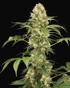 Super Berry Pound Cake Feminized