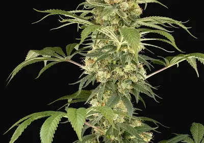 Super Berry Pound Cake Feminized