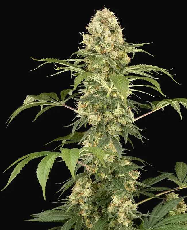 Super Berry Pound Cake Feminized