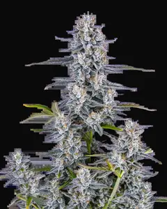Super Boof Auto