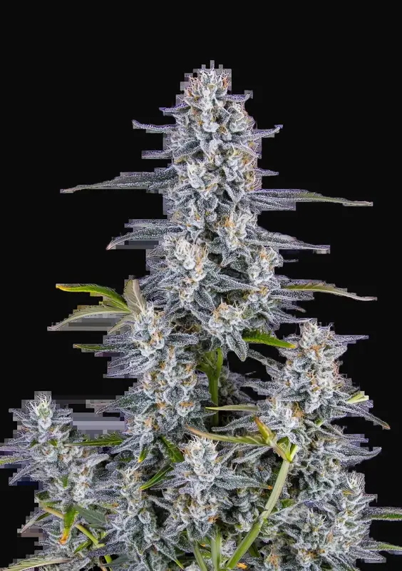 Super Boof Auto