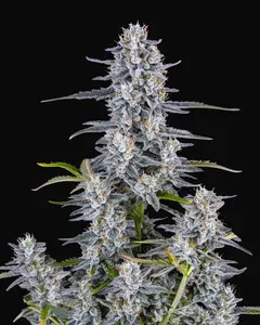 Super Boof Auto