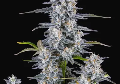 Super Boof Auto