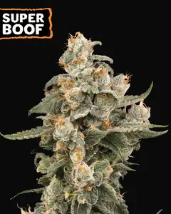 Super Boof Auto