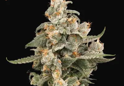 Super Boof Auto