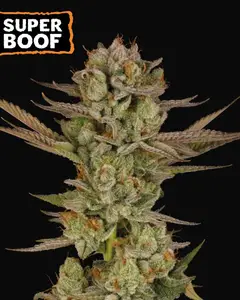 Super Boof