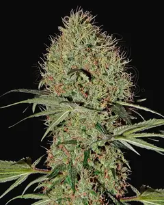 Super Bud Auto