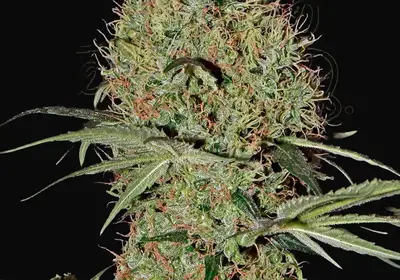 Super Bud Auto