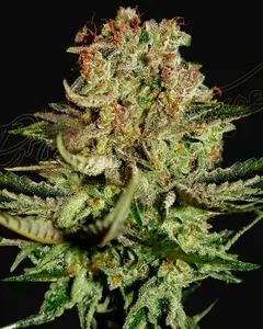 Super Bud