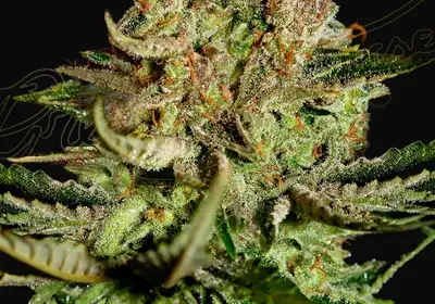 Super Bud