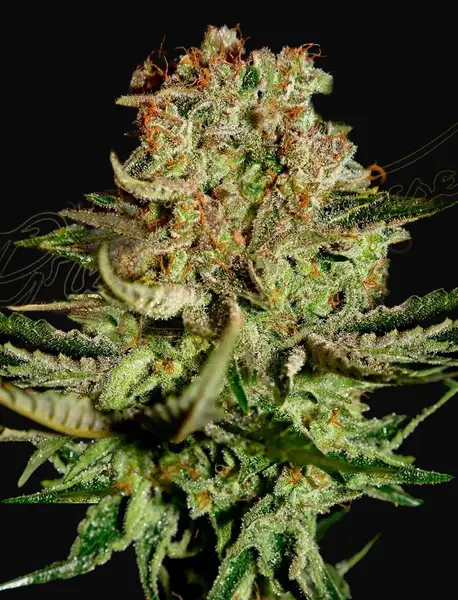 Super Bud