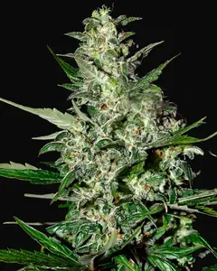 Super Critical Auto