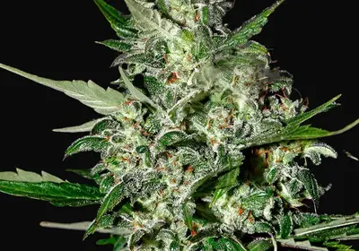 Super Critical Auto