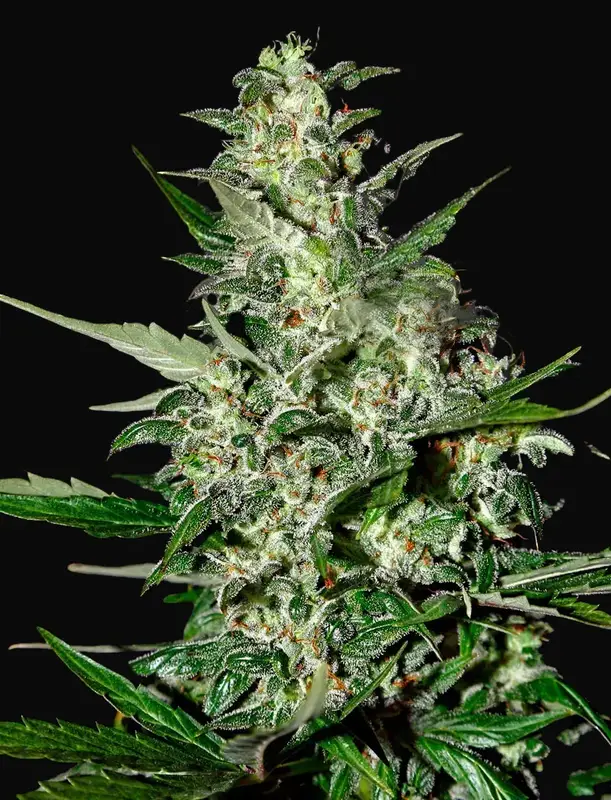 Super Critical Auto