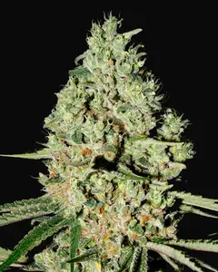 Super Critical