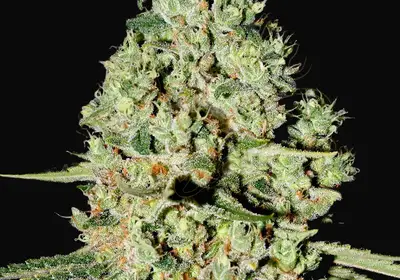 Super Critical