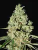 Super Critical