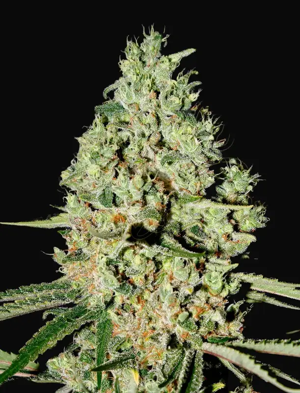 Super Critical