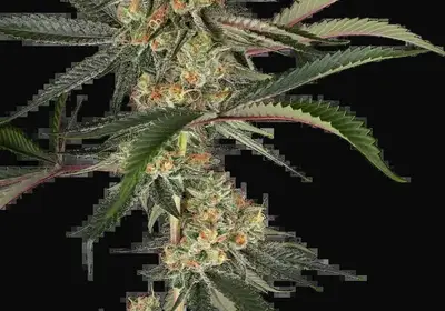 Super Lemon Cherry