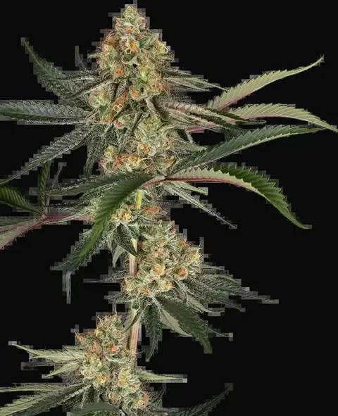 Super Lemon Cherry