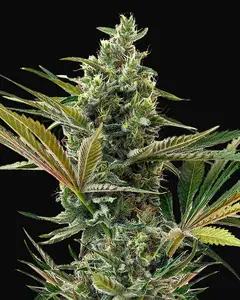 Super Lemon Haze Auto CBD