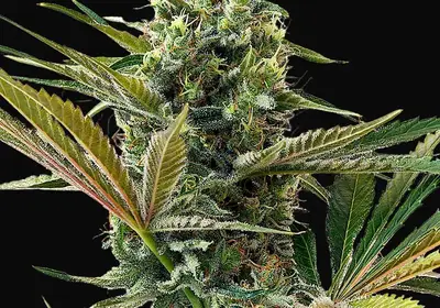 Super Lemon Haze Auto CBD