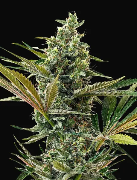 Super Lemon Haze Auto CBD