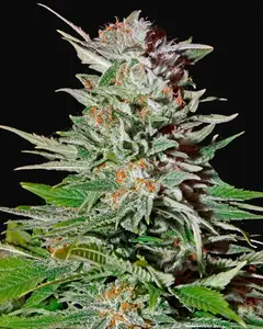 Super Lemon Haze Auto