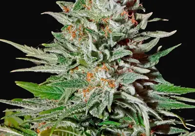 Super Lemon Haze Auto