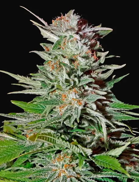 Super Lemon Haze Auto