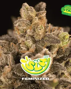 Super Lemon Haze