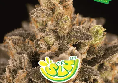Super Lemon Haze